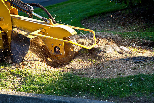 Why Choose Our Tree Removal Services in Cactus, TX?